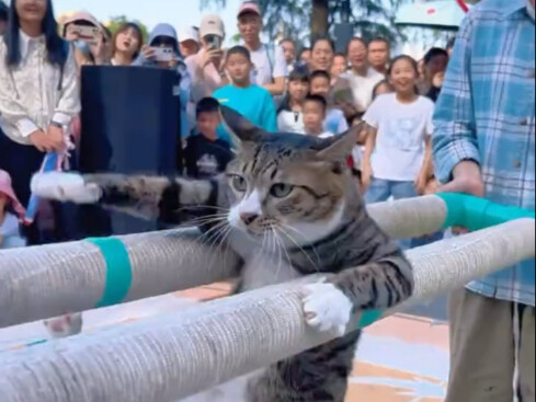 Pipi, a Japanese bobtail cat who relies on her talents to support herself—truly lives up to her feli