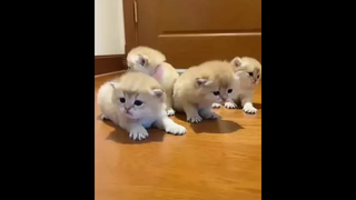 เป็นคนแนวๆ ชอบบังคับแมวถ่ายรูป