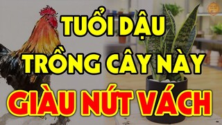 Tuổi Dậu LÀM GÌ CŨNG GIÀU Nếu Trồng Đúng Cây Phong Thủy Này Để Hút Tiền Vàng Ùn Ùn Kéo Vào Nhà