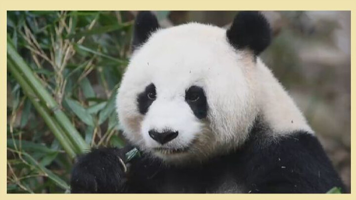 Bei Chuan, panda yang pernah menggigit serigala, suasana baru 2021.