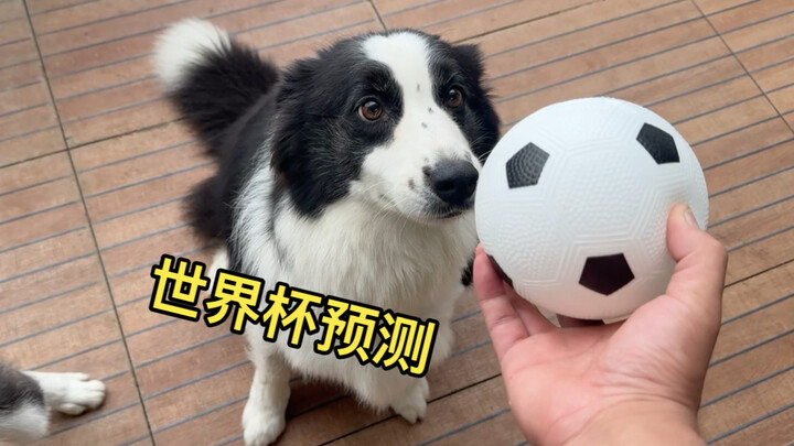 ให้สุนัขเลี้ยงแกะเวลช์คาดการณ์ผลฟุตบอลโลก ดูซิว่าตอนนั้นจะแม่นแค่ไหน?