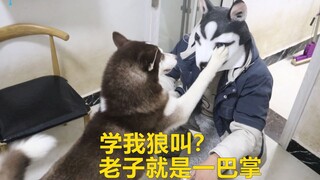 The owner tries to imitate a husky's wolf howl, but the husky thinks it sounds so awful that it slap