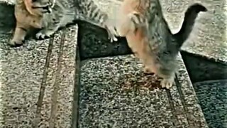 Kucing Kung Fu