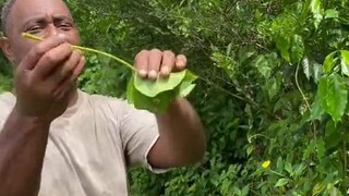 用植物吹泡泡，小时候玩过这个的请举手！