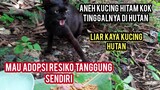 Street Feeding Kucing Ke Hutan Banyak Banget Rintangan Mana Tak Boleh Di Adopsi Ini Sebabnya..!