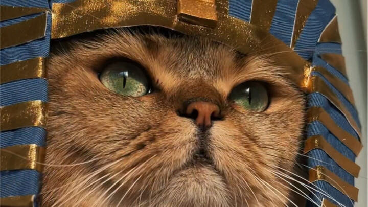 The moment the clothes are on! The bloodline of the pharaoh cat awakens...