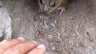 รังแบบนี้อันตรายไหม