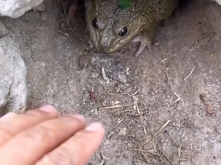 Is this kind of nest dangerous?