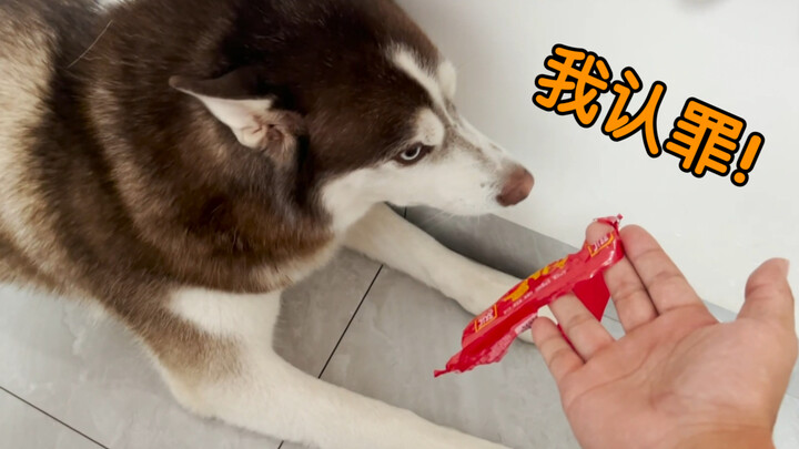 Anjing Husky seberat 70 kilogram, berjiwa pemberontak meski hanya 69,9 kilogram!