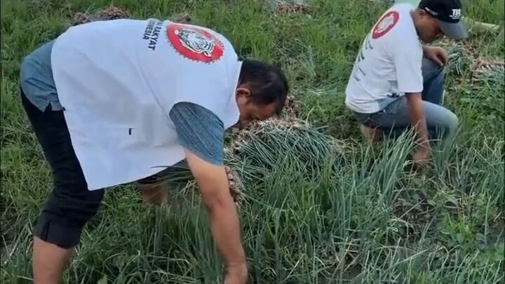 Bantuan & Panen Bawang di Manggarai Timur