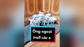 Ông ngoại chơi kì ghê haha. cunyeucuadua chó chócon chókhôn chócute xuhuong fyp