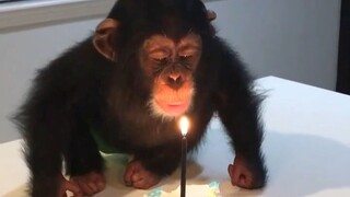 小猩猩被一对夫妻收养，离别多年后再见它竟激动落泪。