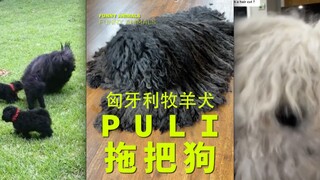 我始终怀疑“拖把狗”是人类驯化的扫地机器人