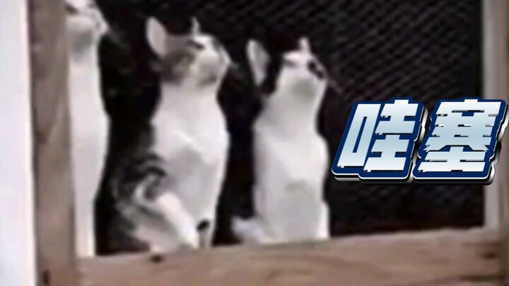 Kucing: “Ini apa? Bisa terbang juga?”