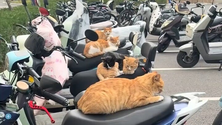 Xe điện trong khuôn viên trường mọc đầy mèo!