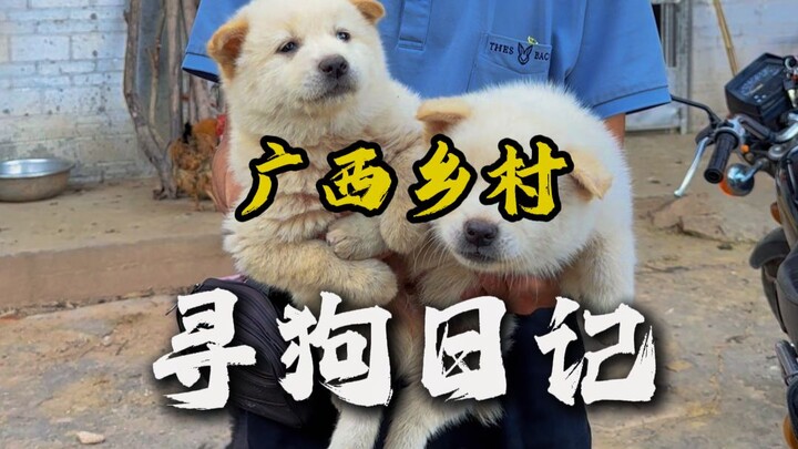 Dog hunting in the Guangxi countryside—have you heard of the “five blacks” priced at 60 yuan each?