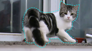 "Do" Your Cat with a Cotton Swab