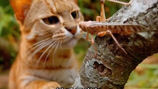 Chú mèo nhỏ nhất thế giới, đừng thấy nó nhỏ mà coi thường nhé!