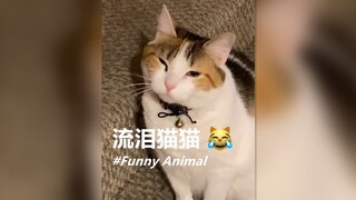 一只被洋葱刺得流眼泪的猫猫 😹
