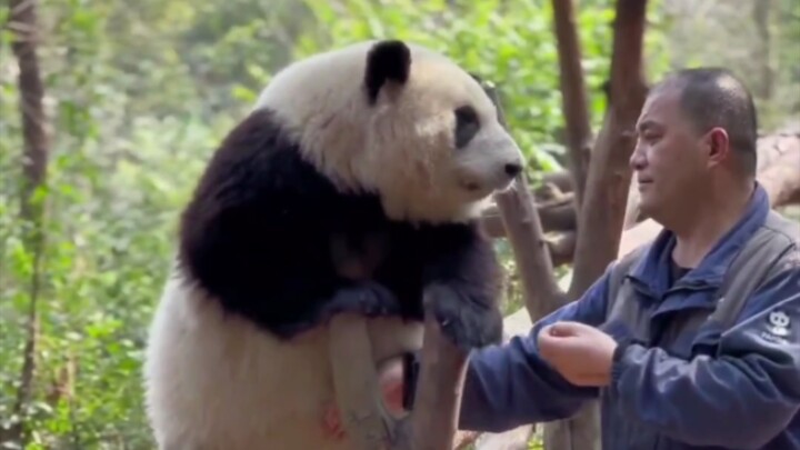 【Panda Raksasa Hua Hua】Kakek Tan membelai perut Hua Hua atas nama para penggemar dan memastikan isin