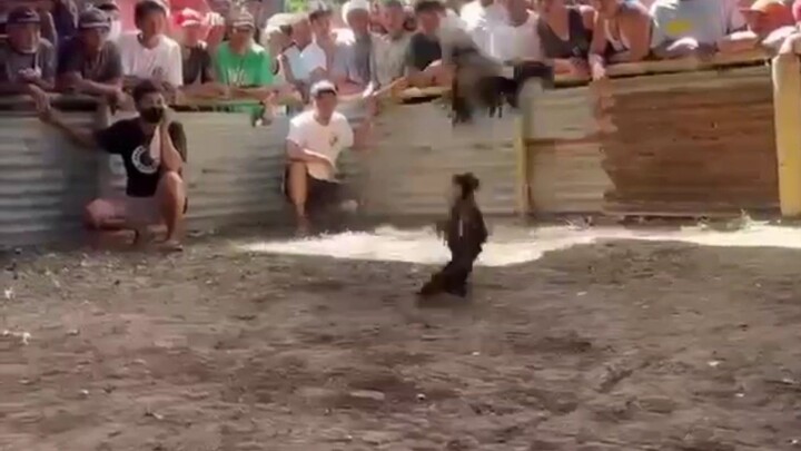 Kanawayon broodcock 1st Fight(unscratched)