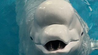 الأسود الصغير غاضب مرة أخرى