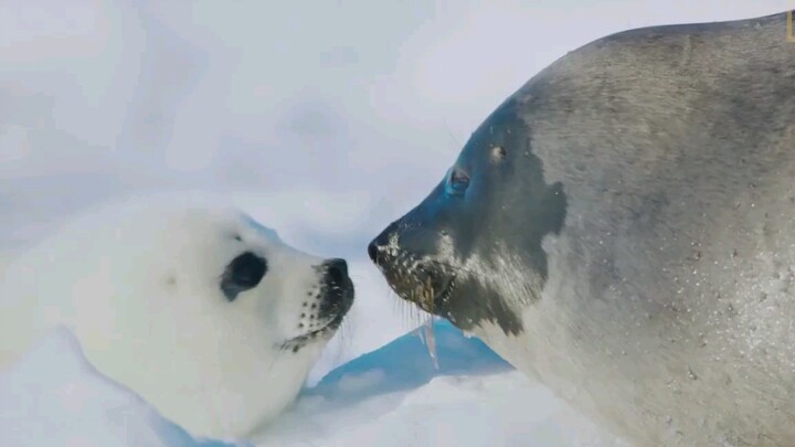 Bao Bao dan ibunya mengenali satu sama lain lewat sebuah ciuman.