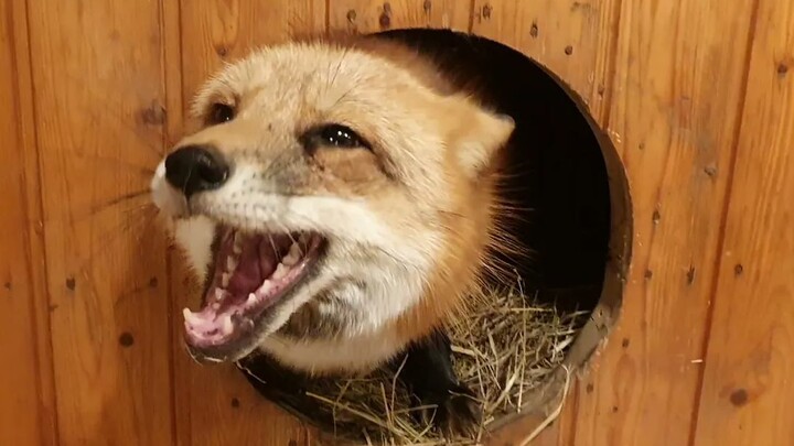 [Animal] This fox might have been a washing machine