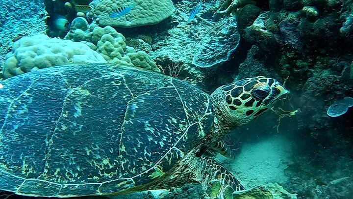 snorkeling at Gili Trawangan Lombok..