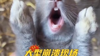 兔子，不就是亲你一下，至于这么这样崩溃吗？