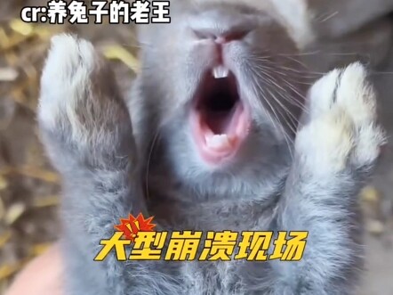 أيّها الأرنب، ألستَ فقط ستقبلني قُبلةً واحدةً؟ هل يستحق الأمر أن تنهار هكذا؟