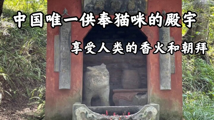Ngôi điện duy nhất ở Trung Quốc thờ phụng mèo, được con người dâng hương và chiêm bái