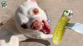 🐶🐱 Funny Dog Reaction Videos - Try Not To Laugh 🤣| Amazing Animals