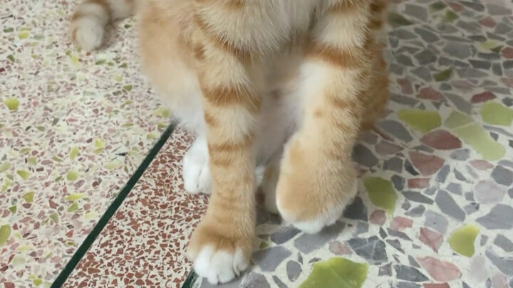 The kitten’s paw has been bitten by ants until it’s as red as a ginger root.