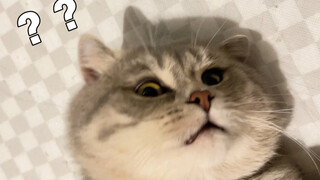 Jika kamu ingin mencari sesuatu untuk dilakukan kucingmu