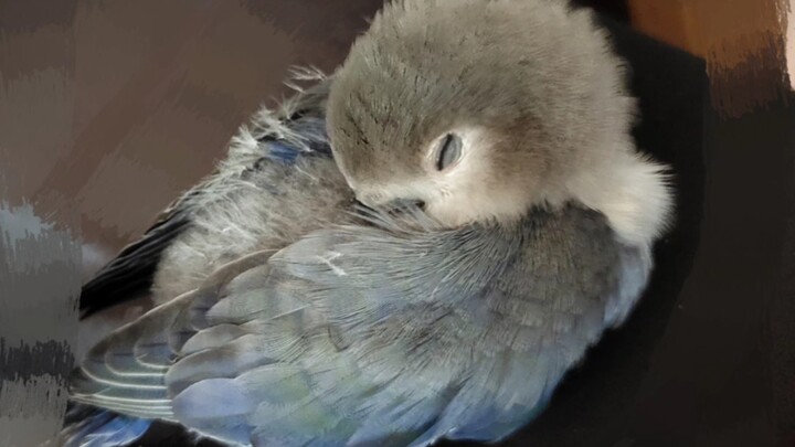 لا تنام مع الطيور أبدًا! لا تنام مع الطيور أبدًا! لا تنام مع الطيور أبدًا!