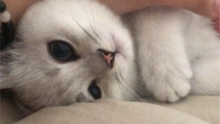 Who wouldn't want a clingy little kitten?