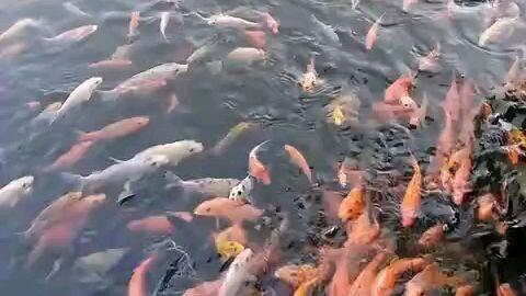 koi.