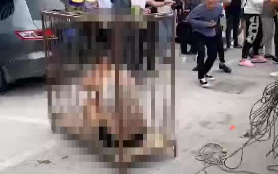 Another Case of Wedding Hazing: Groom Stripped to Underwear, Locked in a Cage, and Doused with Green