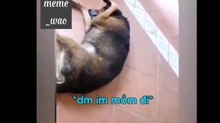 Lúc nào cũng súp pơ ai đồ