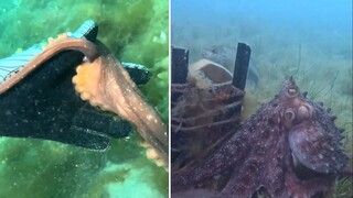 被章鱼带去看了一座石碑，大受震撼