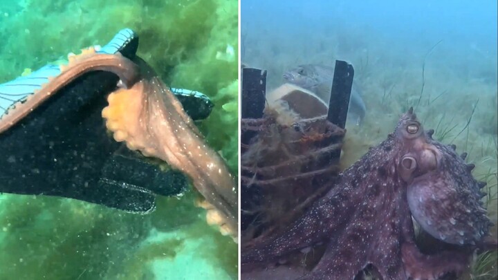 被章鱼带去看了一座石碑，大受震撼