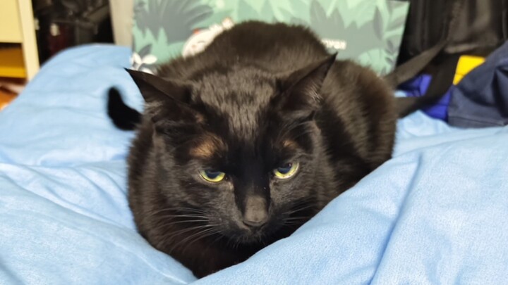 Aturan Meow: Xunmeow dengan tekun menikmati air di depan pengeras suara