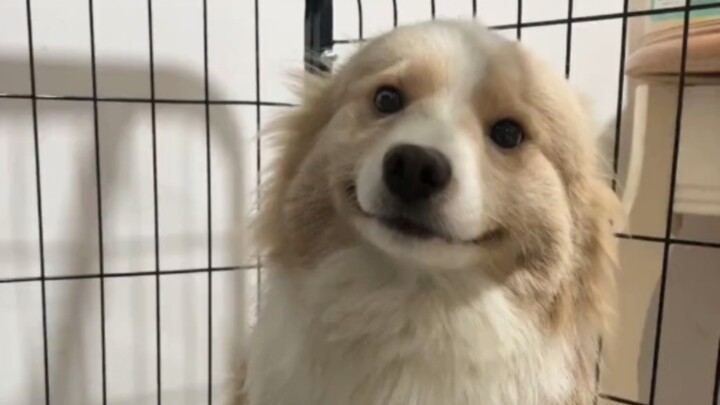 “Làm chó thì quan trọng nhất là vui vẻ thôi!”