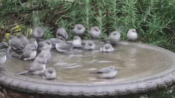 Chậu nước sau vườn biến thành nhà tắm của bầy sơn tước