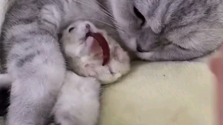 How can these little mice be so cute!