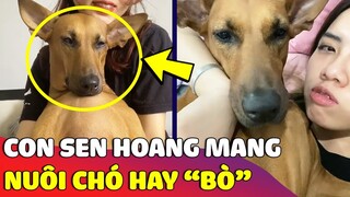 Con sen ôm Pet cưng 'TÂM SỰ' khiến ai cũng thắc mắc đây là 'CON CHÓ HAY LÀ BÒ' 😅 | Gâu Đần