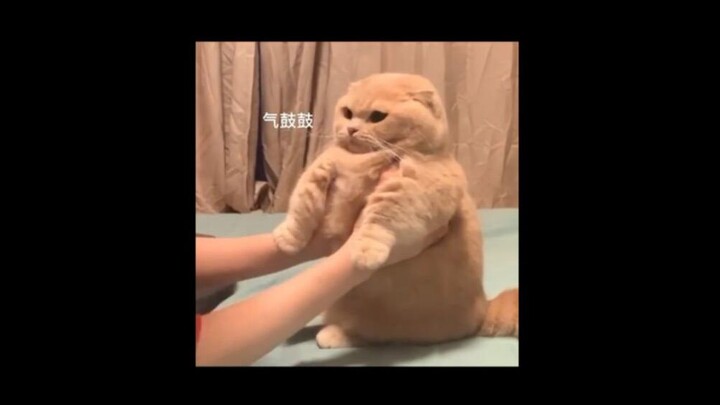 ทุกกล้ามเนื้อในร่างกายของเจ้าแมวน้อยต่างพากันต่อต้าน