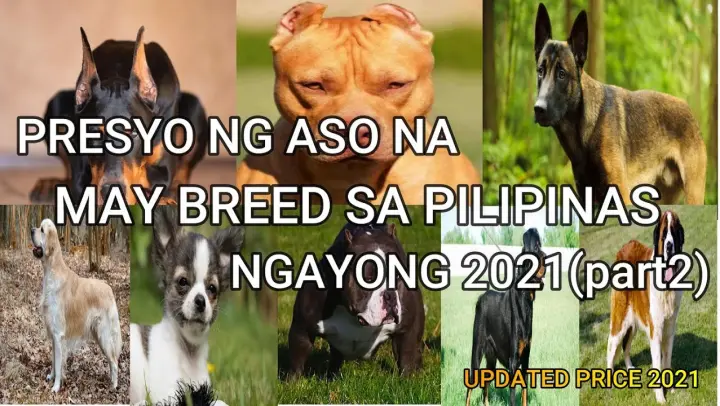 MGA PRESYO NG ASO NA MAY BREED SA PILIPINAS NGAYONG 2021 |  DOG PRICE LIST Philippines (part2)