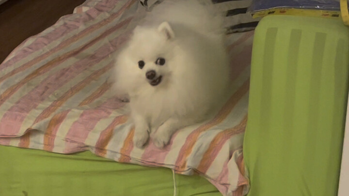 «รางวัลสุนัขถูกจับ»